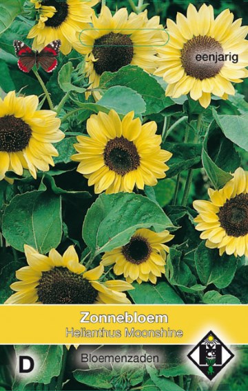 Sonnenblume Domino (Helianthus) 60 Samen HE